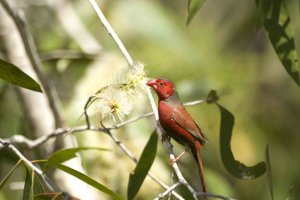 Crimson Finch