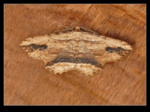 Waved Umber