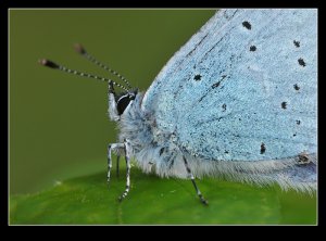 Holly Blue In Close