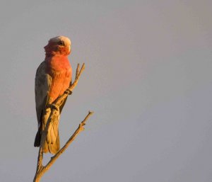 Galah  at Sunset