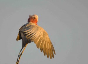 Galah - Stretching