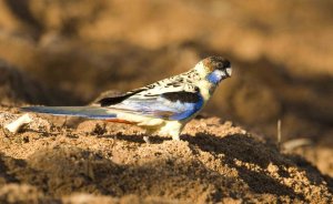 Northern Rosella