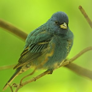 Indigo Bunting Male