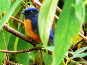 Rufous-bellied Niltava