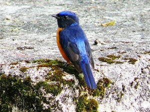 Rufous-bellied Niltava