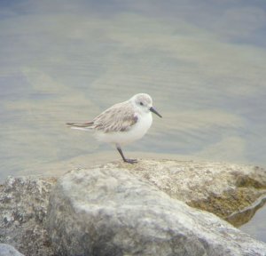 Sanderling