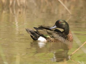 Chestnut Teal (male)