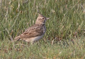 Crested lark