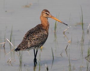 Black-tailed godwit