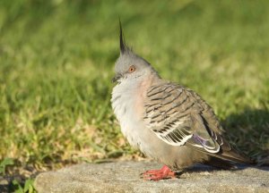 Crested Pigeon