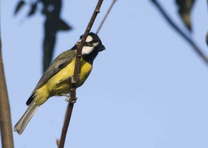 Eastern Shrike-tit