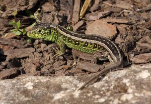 Sand Lizard