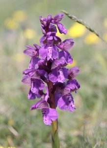 Green-winged Orchid