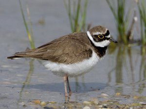 Little ringed plover