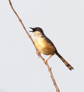 Ashy prinia