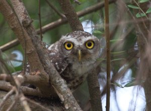 Spotted owlet