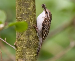 Treecreeper - a good beakful for the chicks