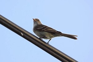 CARIBBEAN ELAENIA