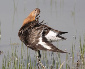 Black-tailed godwit