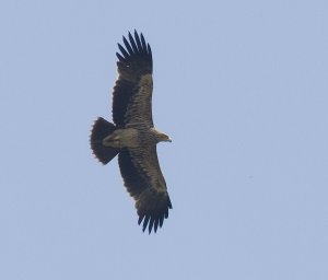 Eastern Imperial Eagle