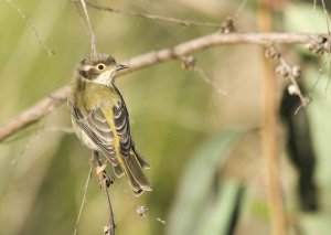 Brown-headed Honeyeater