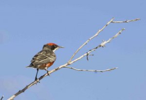 Crimson Chat