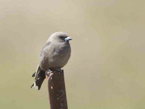 Dusky Woodswallow