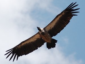 AFRICAN WHITE-BACKED VULTURE