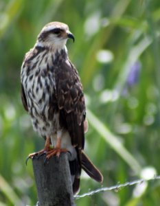 Snail Kite