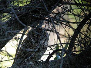 Scops owl in olive tree