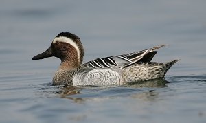 Garganey