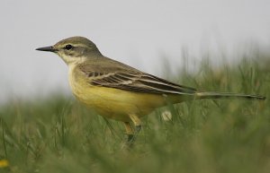 Yellow Wagtail