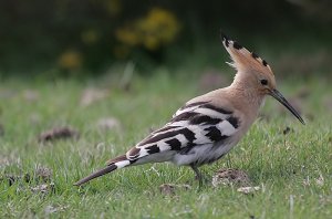 Hoopoe