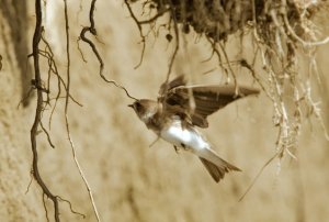 Sand Martin