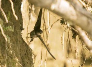 Sand Martin