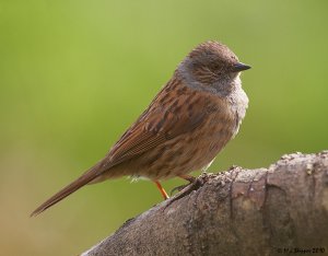 Dunnock