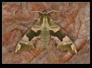 My First Hawkmoth!