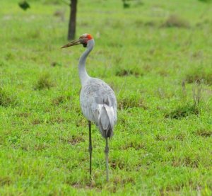 Brolga