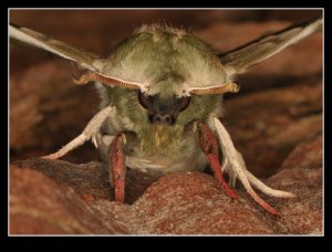 Lime Hawk-moth