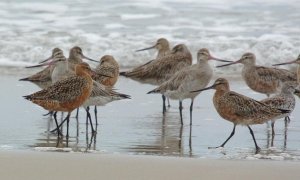 Bar Tailed Godwit