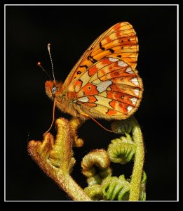 Pearl Bordered