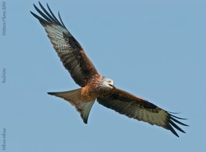 Its a Red Kite