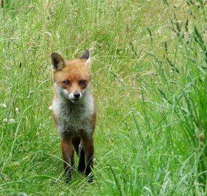 European Fox