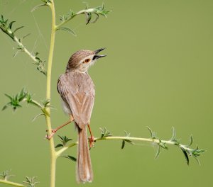 Prinia