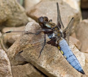 Broad Bodied Chaser