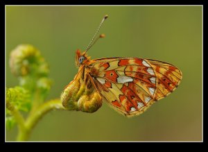 Pearl Bordered