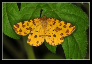 Speckled Yellow Moth