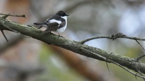 Pied Flycatcher; Spring Male