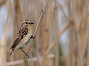 Whinchat