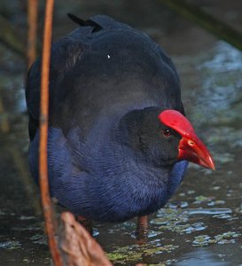 Purple Swamphen, in Swamp